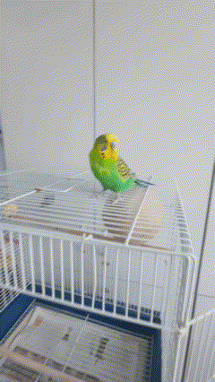 Why do Budgies Keep Opening Its Mouth